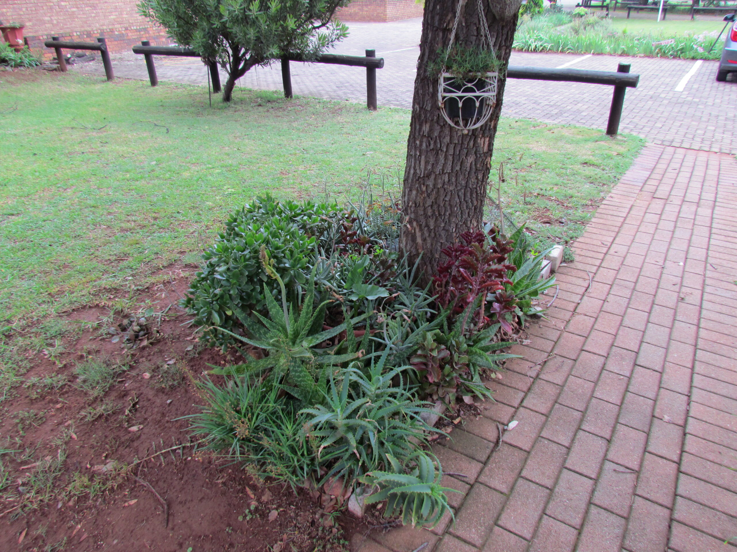 Golden Year Rotary - Garden 2